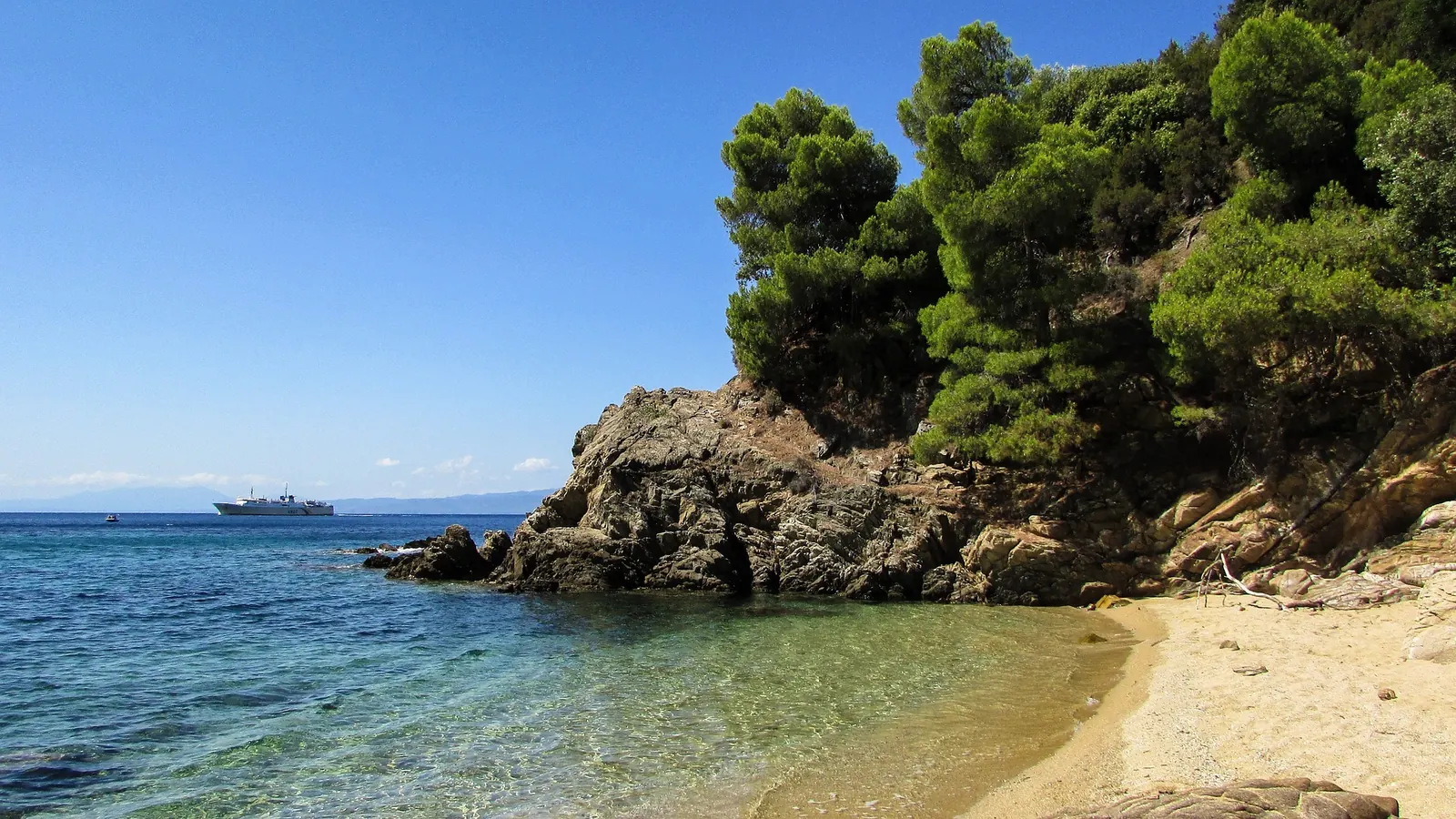 A sandy cove fringed with pine trees