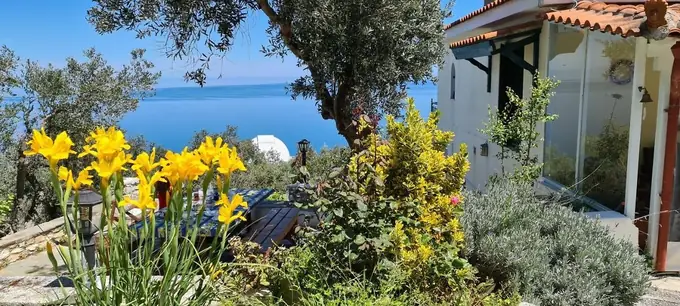Yellow flowers on the patio, the sea beyond the olive tree